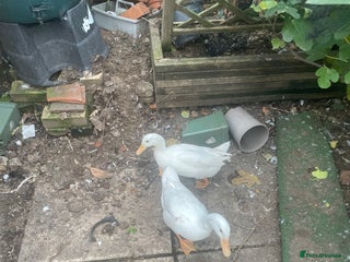 Ducks poultry - Advert 6