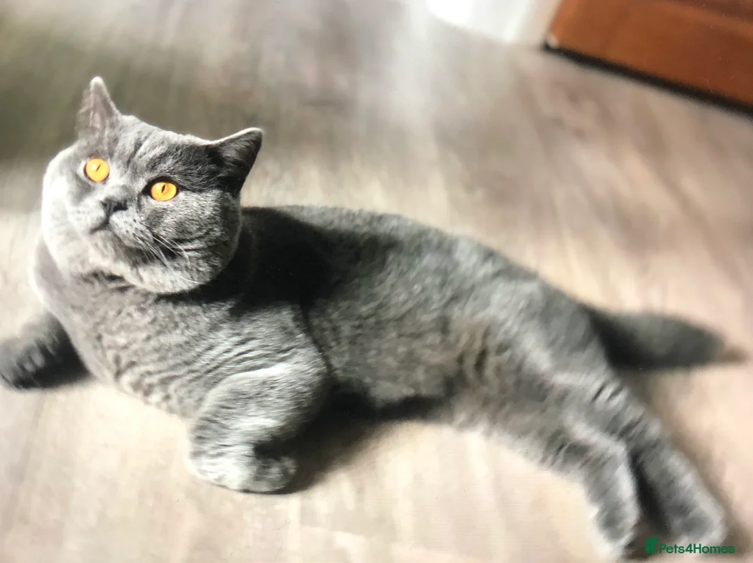 British Shorthair cats for stud: Blue colour BSH Champion Line GCCF stud  in London - Advert 10