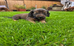 Dachshund dogs for sale: Red long-haired standard dachshund puppies - Image 20