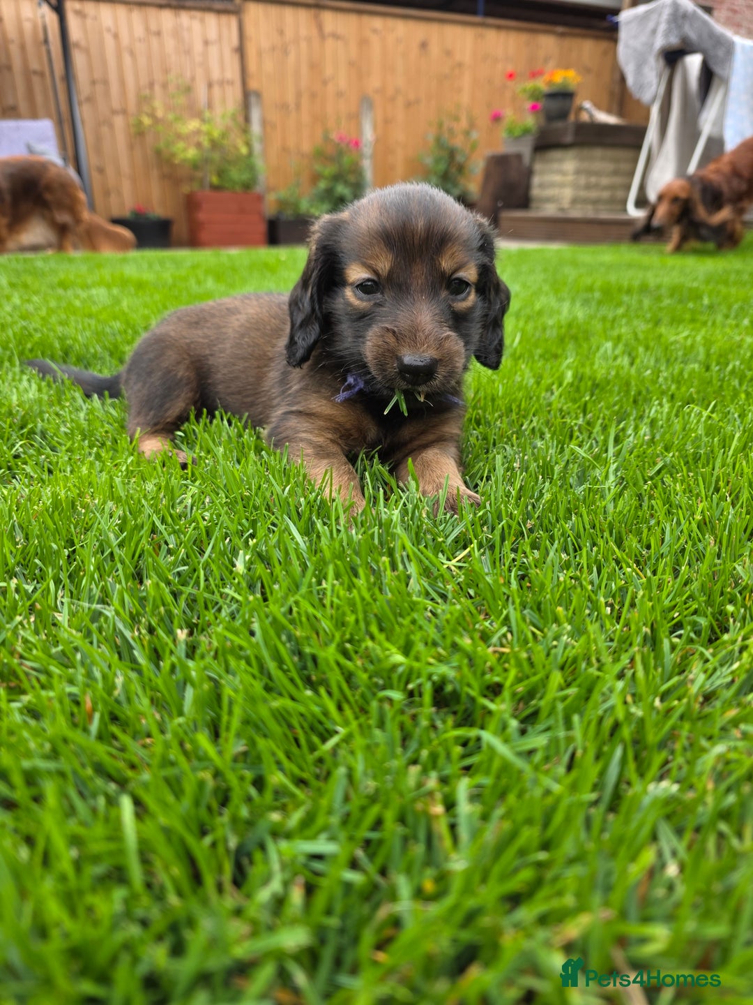 Dachshund dogs for sale: Red long-haired standard dachshund puppies - Image 20