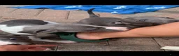 Whippet dogs for sale: Blue Kennel Club Registered Whippet pups - Advert 14