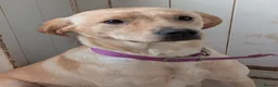 Labrador Retriever dogs for sale: Female Labrador  - Advert 2