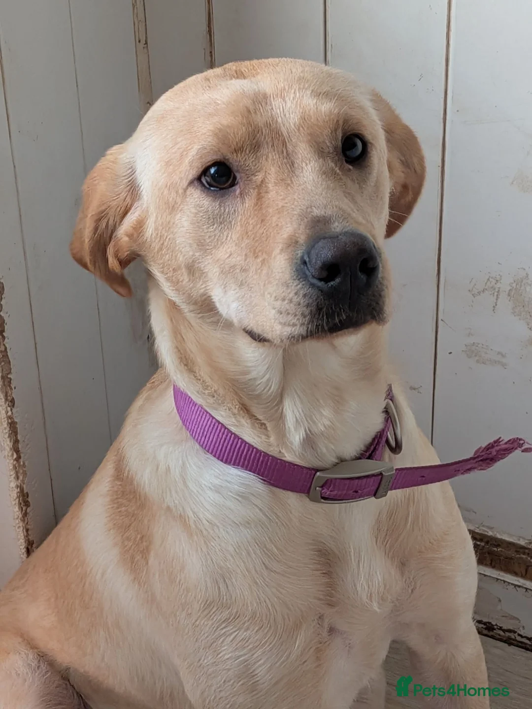 Labrador Retriever dogs for sale: Female Labrador  - Advert 2