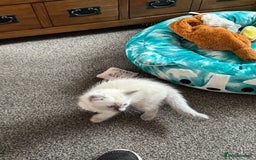 Ragdoll cats for sale: Adorable Ragdoll baby’s  - Image 17