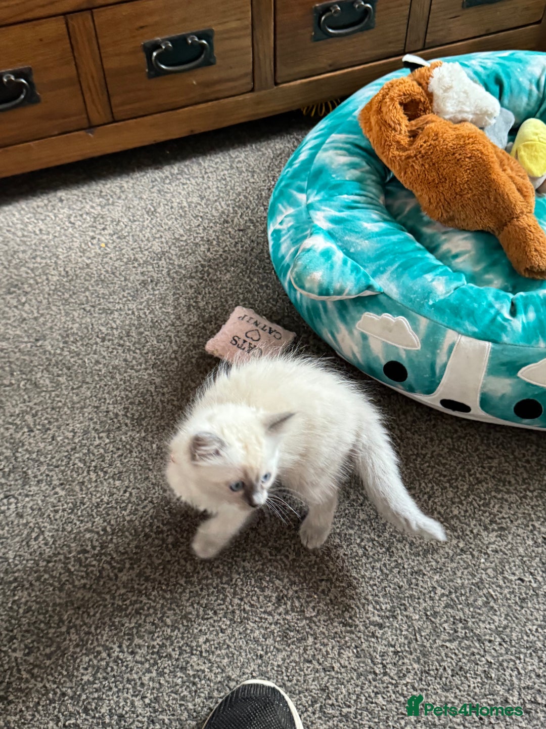 Ragdoll cats for sale: Adorable Ragdoll baby’s  - Image 17