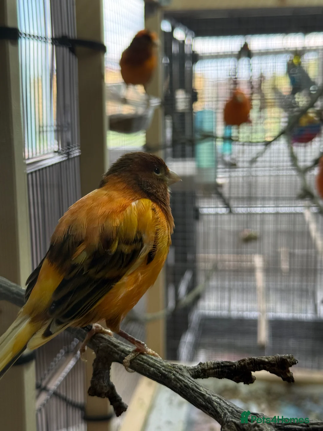 Canaries birds for sale: Stunning Red Canaries – 2025 Closed Ring Birds - Advert 4