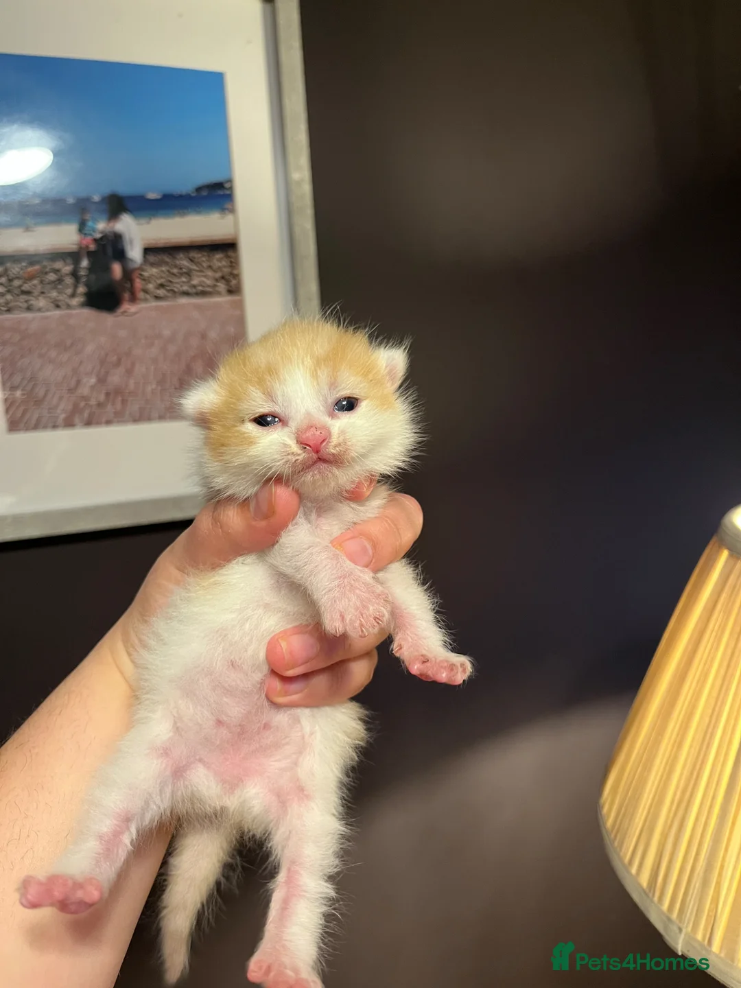 Mixed Breed cats for sale: 3 lovely kittens for sale.  - Advert 11