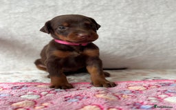 Dobermann dogs for sale: Doberman Puppies For Sale  - Image 10