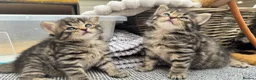 Mixed Breed cats for sale: Beautiful kittens 😻 - Advert 11