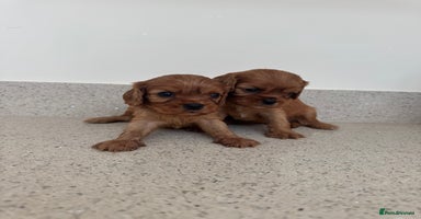 Cavalier King Charles Spaniel dogs - Advert 13