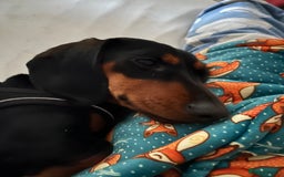 Dachshund dogs for sale: Standard smmoth haired dachshund  - Image 6