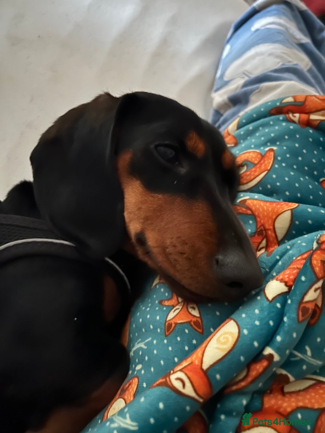 Dachshund dogs for sale: Standard smmoth haired dachshund  - Image 6