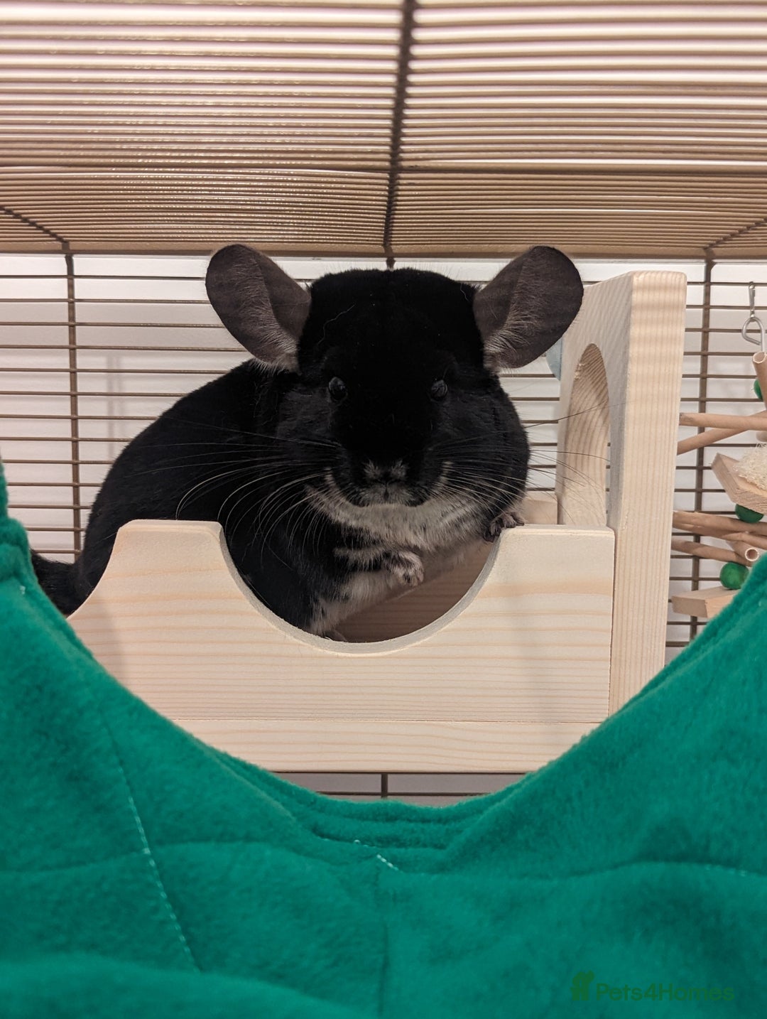 Chinchilla rodents for sale: Two Male Chinchillas with Cage and Set-Up - Advert 14