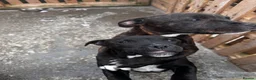 Staffordshire Bull Terrier dogs for sale: 3 Staffordshire pups - Advert 3