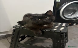 Mixed Breed cats for sale: British Short hair mixed breeds  - Advert 4