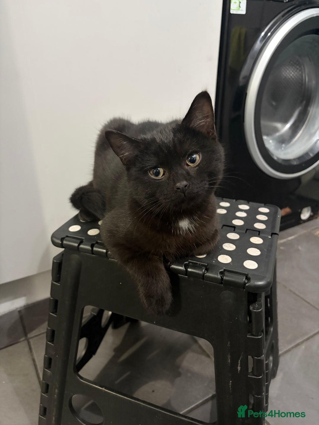 Mixed Breed cats for sale: British Short hair mixed breeds  - Advert 4