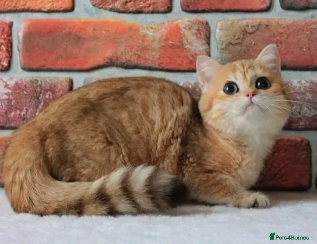 British Shorthair cats for sale: British Shorthair Golden Kitten - Advert 2