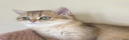 British Shorthair cats for sale: Delightful Golden British Shorthair Kittens - Advert 8