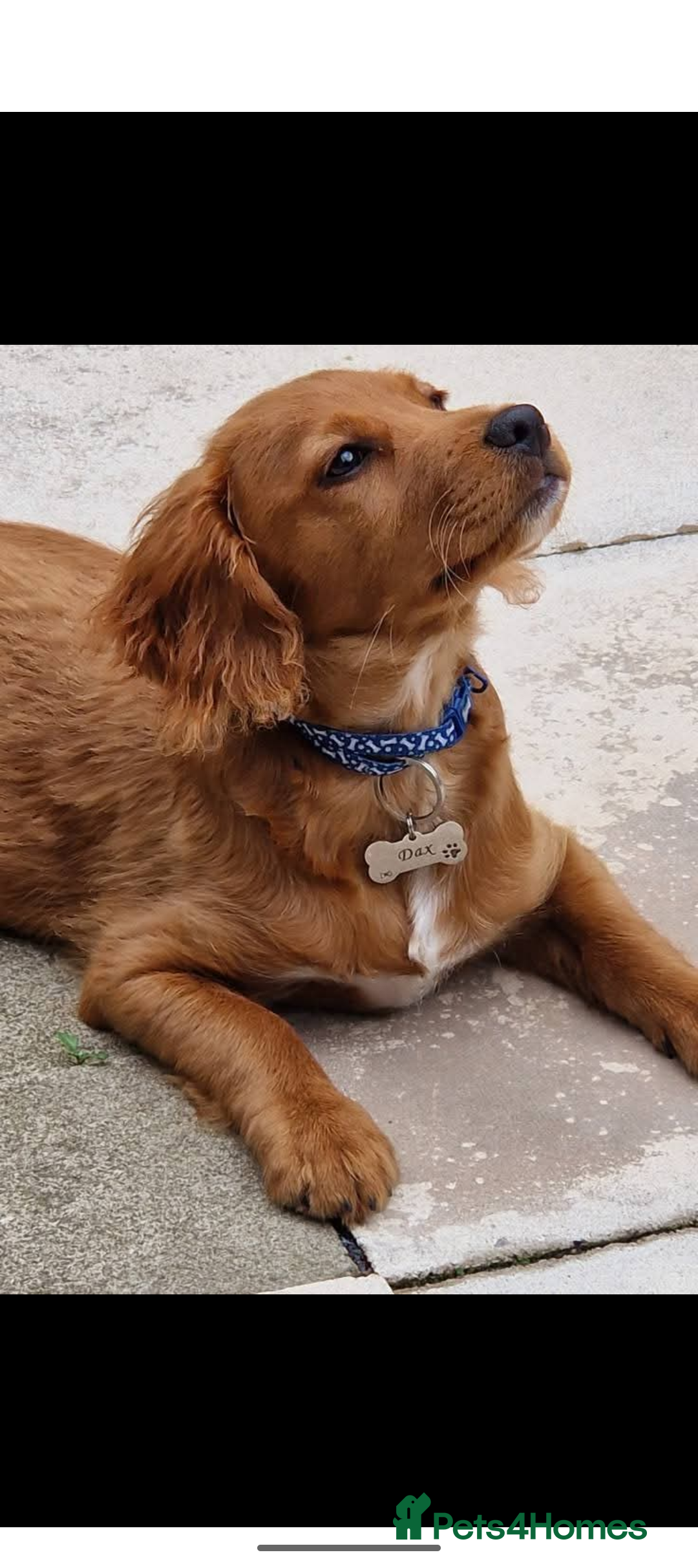 Cockapoo dogs for sale: 5month old cockapoo - Image 2