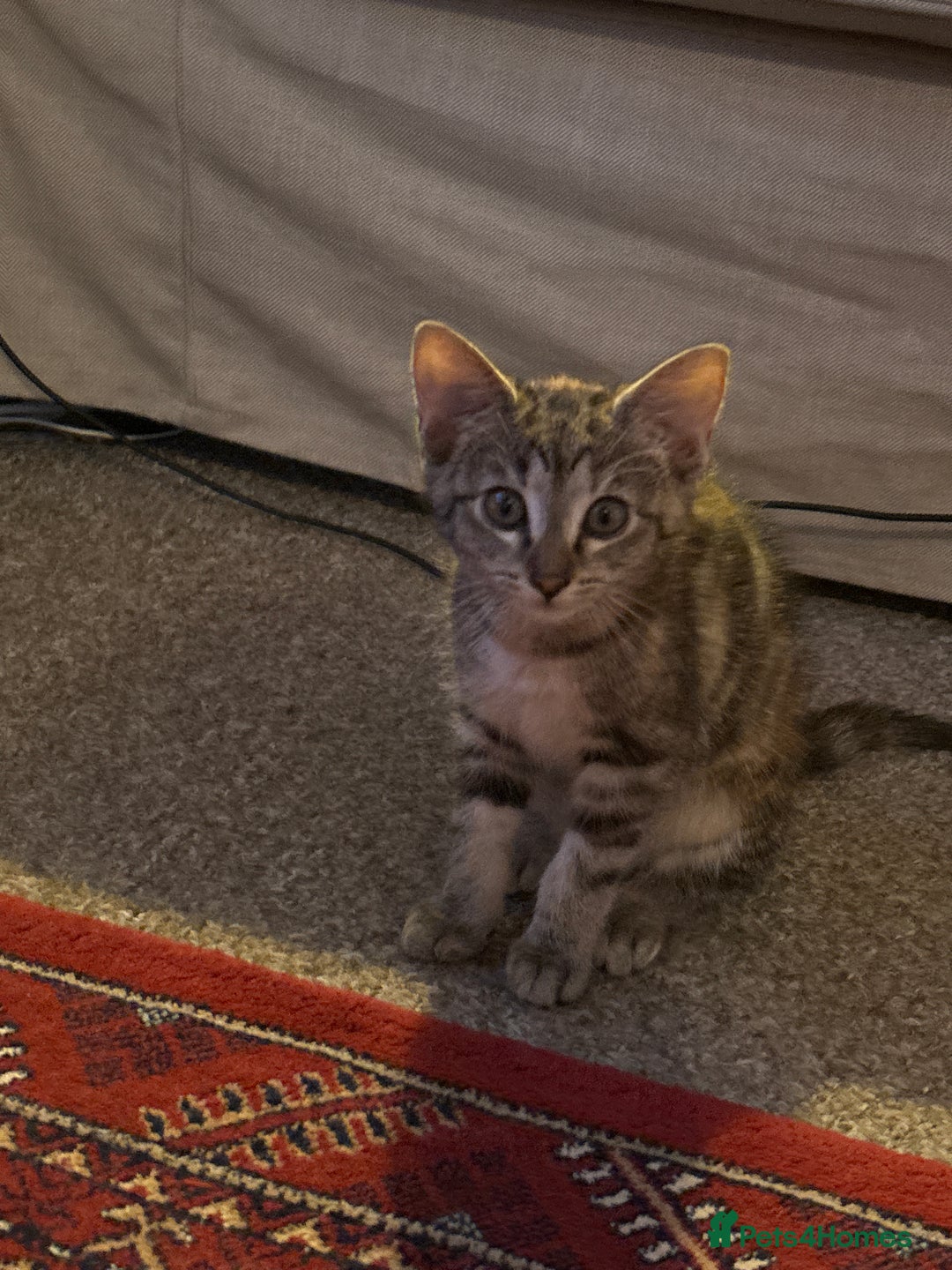 British Shorthair cats for sale: Miss noor - Image 1
