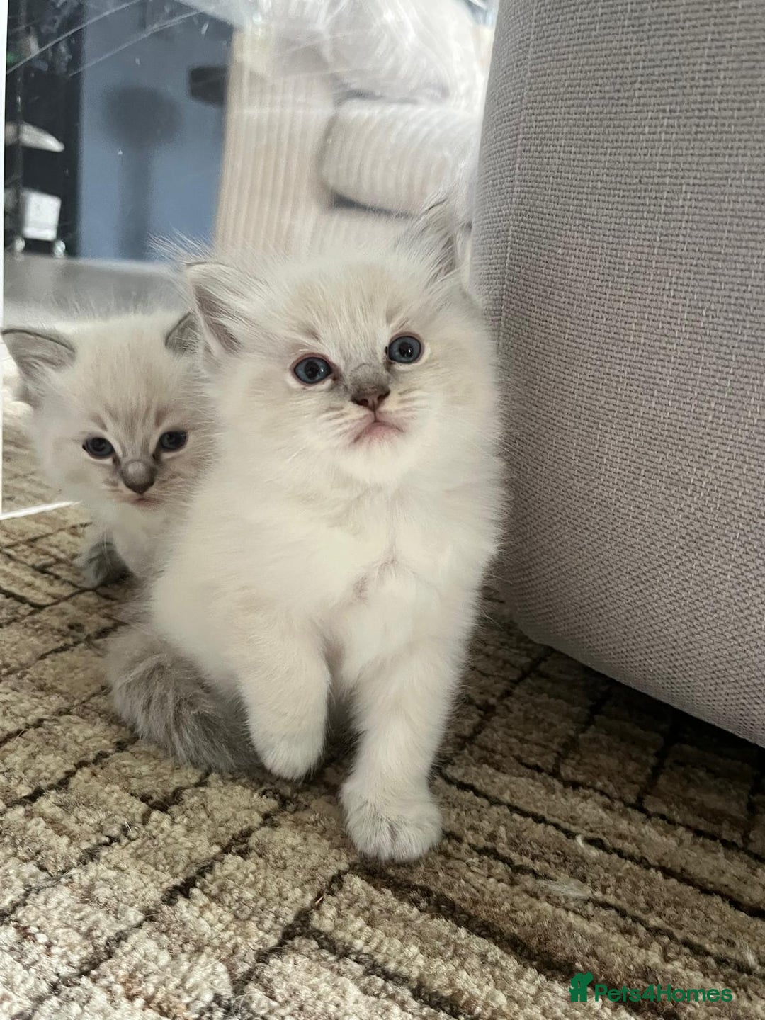 Ragdoll cats for sale: Lynx fluffballs  - Image 16