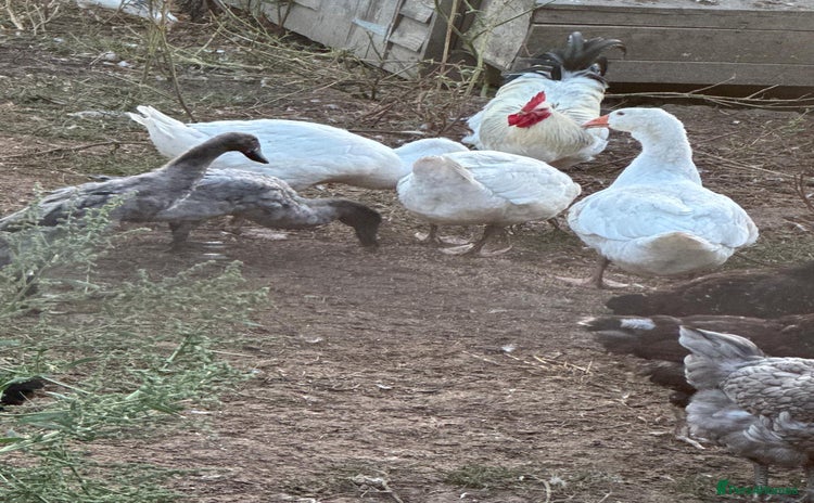 Geese poultry - Advert 4
