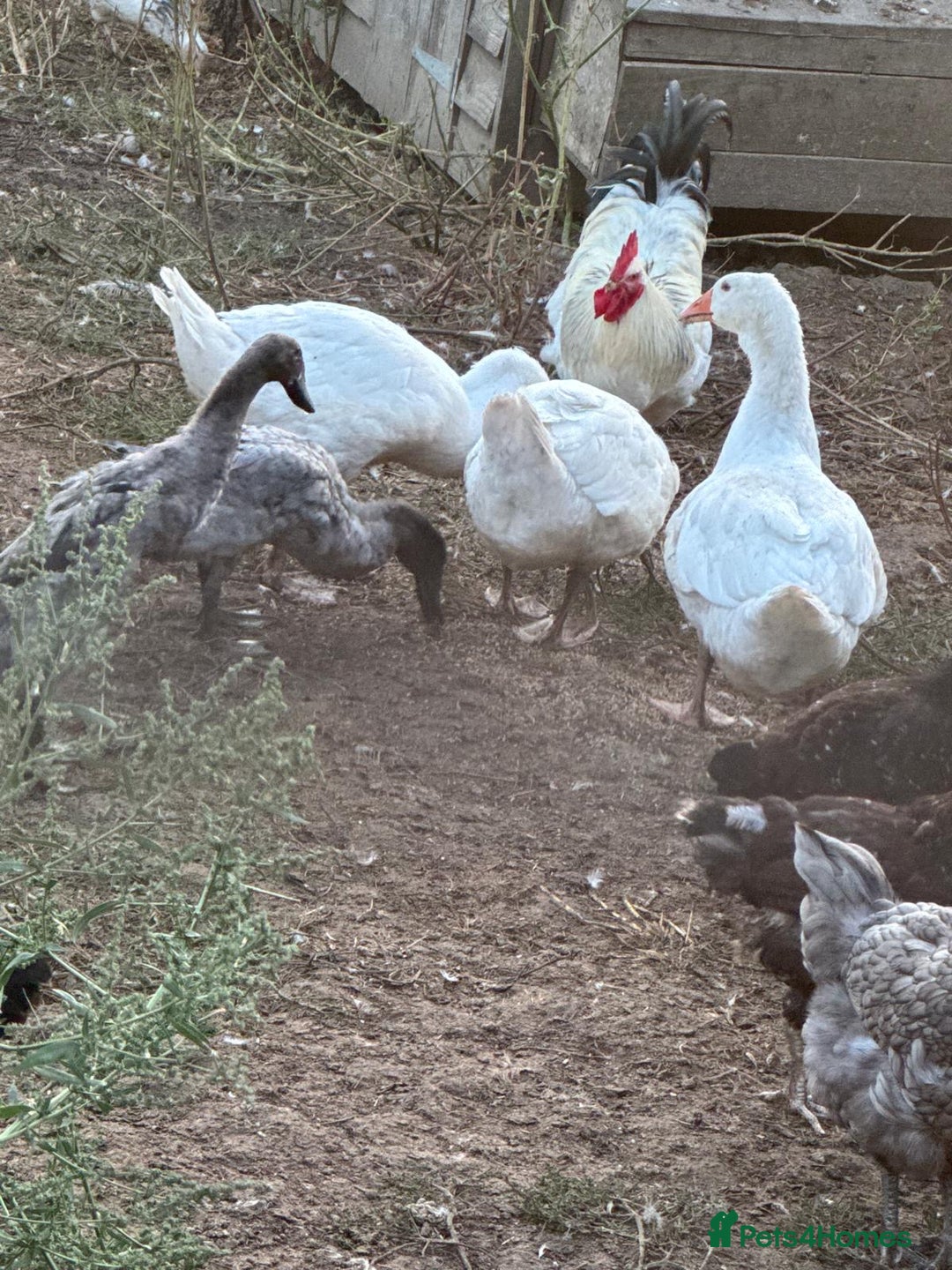 Geese poultry for sale: Emden Geese - Image 1