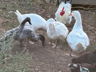 Geese poultry - Advert 5