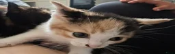British Shorthair cats for sale: British Shorthair kittens for sale. - Advert 10