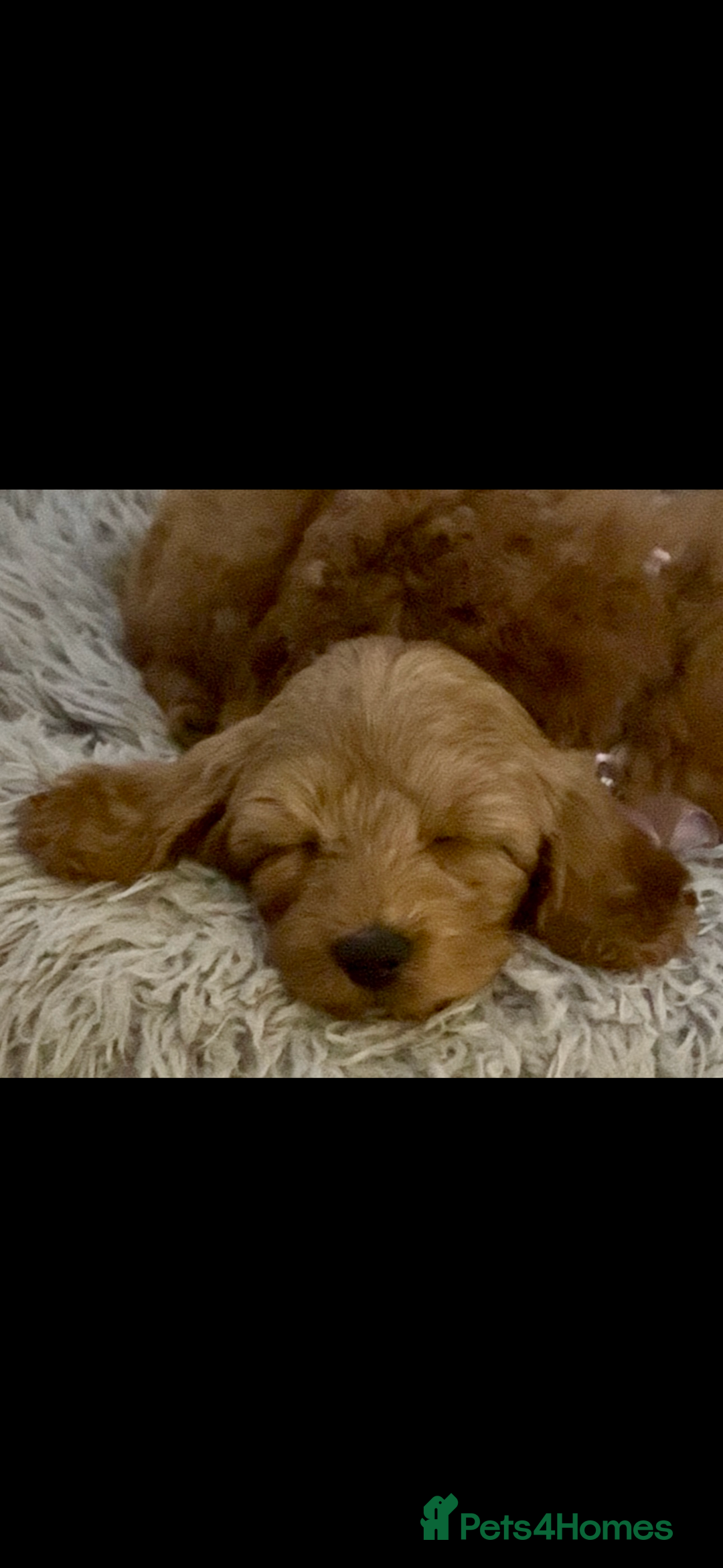 Cockapoo dogs for sale: Cockapoo F1b Male - Advert 16