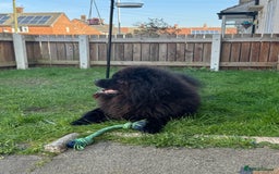 Chow Chow dogs for sale: Stunning black male chow chow - Image 4