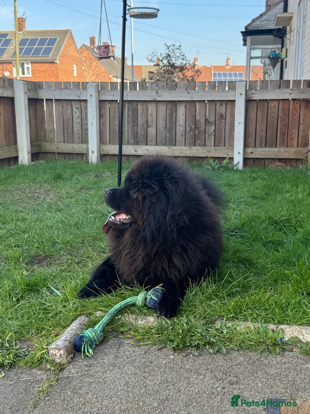 Chow Chow dogs for sale: Stunning black male chow chow - Image 4