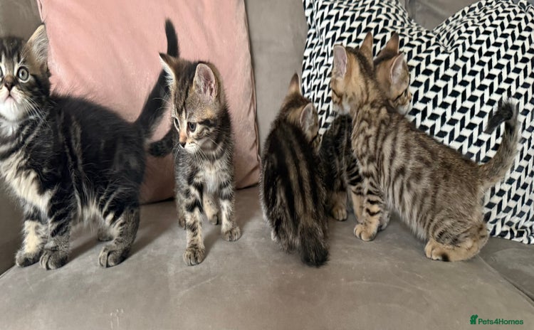 Mixed Breed cats - Advert 12