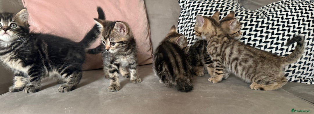 Mixed Breed cats for sale: British short hair/ragdoll mixed breed kittens  - Image 1