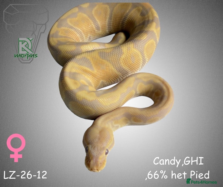Python Snake reptiles Candy-GHI-66% het Pied Female - Advert 1