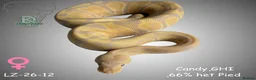 Python Snake reptiles for sale: Candy-GHI-66% het Pied Female - Advert 1