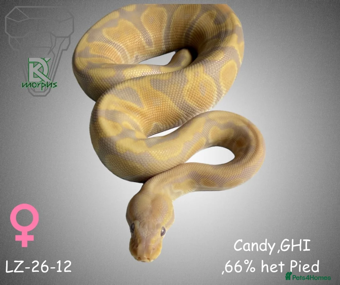 Python Snake reptiles for sale: Candy-GHI-66% het Pied Female - Advert 1