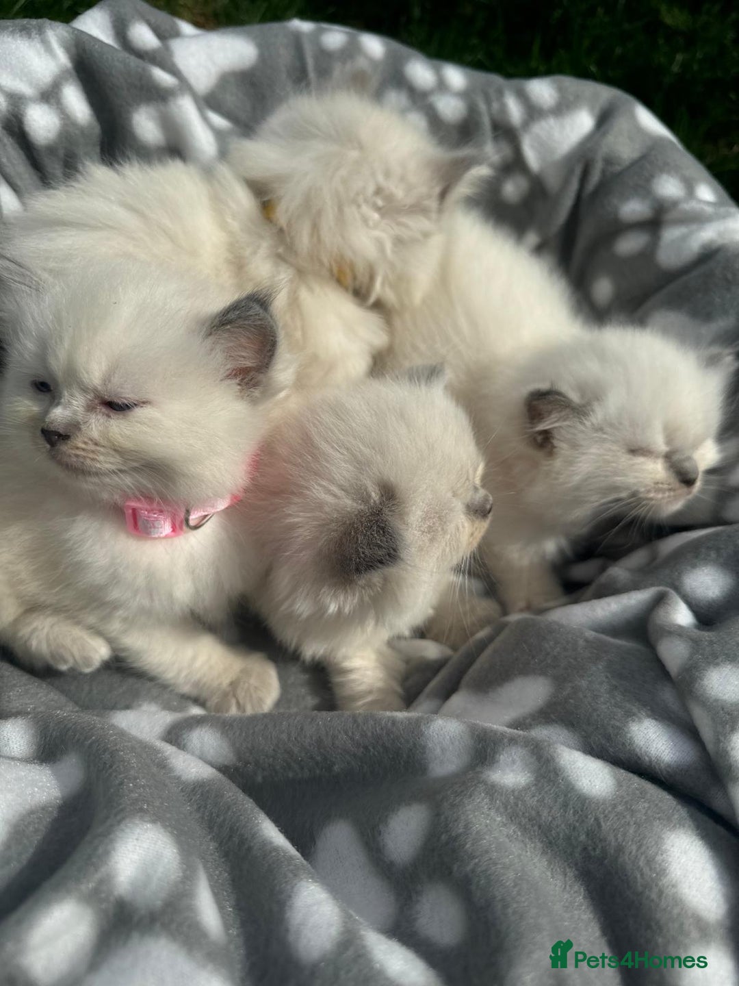 Ragdoll cats for sale: Beautiful Ragdoll kittens  - Image 8
