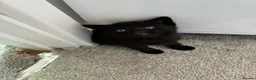 Mixed Breed cats for sale: 4 beautiful kittens  in Godalming - Advert 6