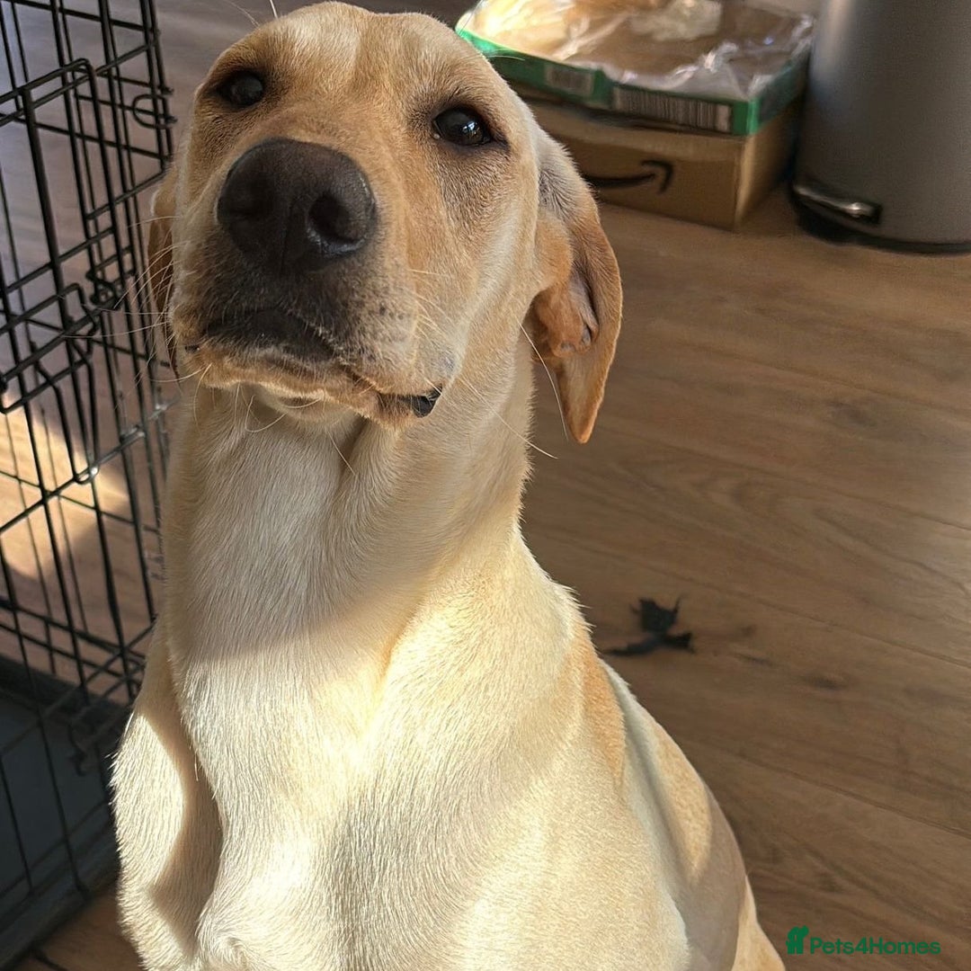 Mixed Breed dogs for adoption: Sika (Labrador/Pointer mix) - Image 11