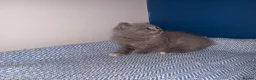 British Shorthair cats for sale: GCCF REGISTERED BRITISH SHORTHAIRS  - Advert 7