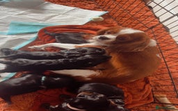 Cavapoo dogs for sale: Cavalier King Charles  - Image 7