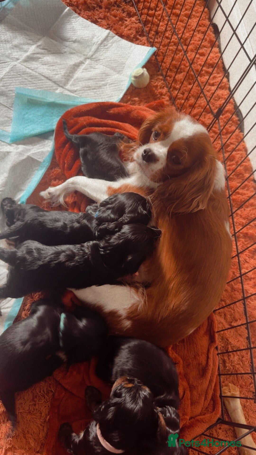 Cavapoo dogs for sale: Cavalier King Charles  - Image 7