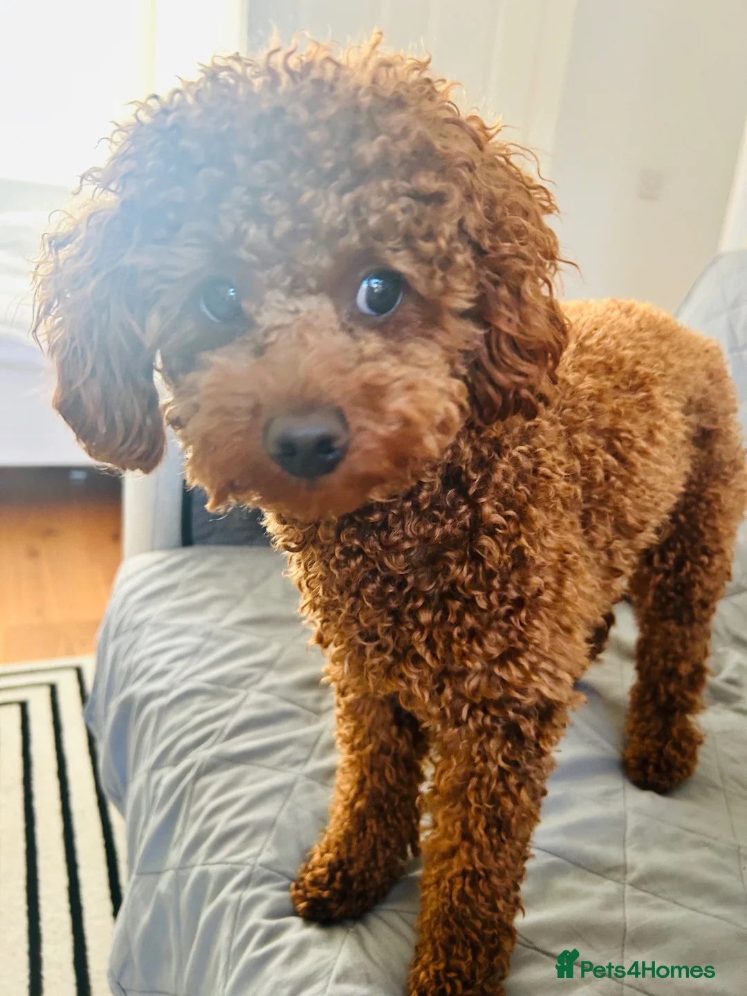 Toy Poodle dogs for stud: KC registered,Toy poodle ,for stud only 🐾HUGO🐾  - Advert 2
