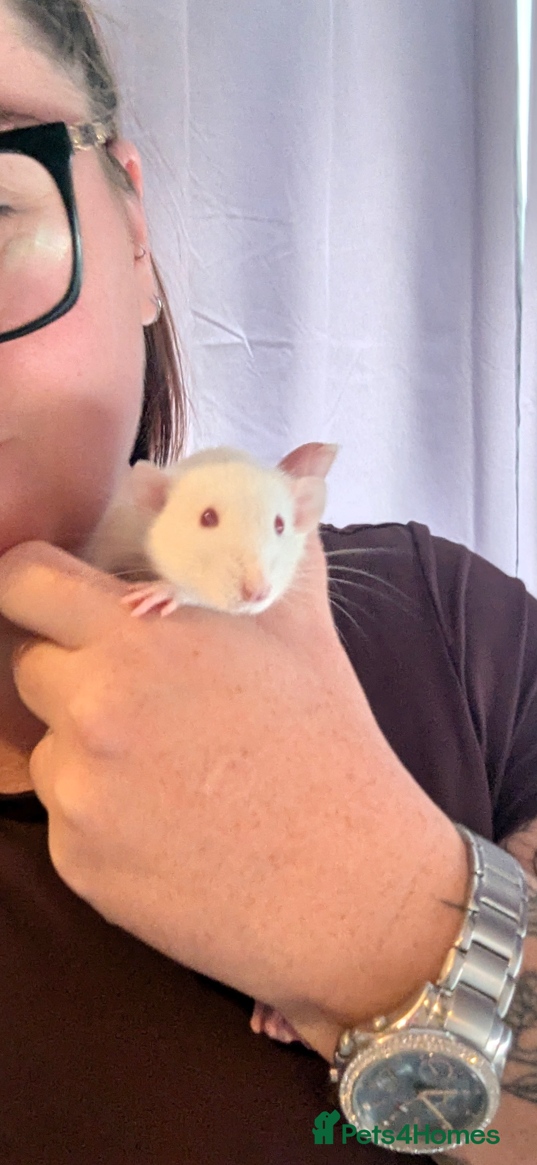 Rat rodents for sale: 2 beautiful well handled female dumbo rats - Image 11