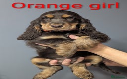 Cocker Spaniel dogs for sale:  Show type cocker spaniel puppies (SOLD) - Image 8