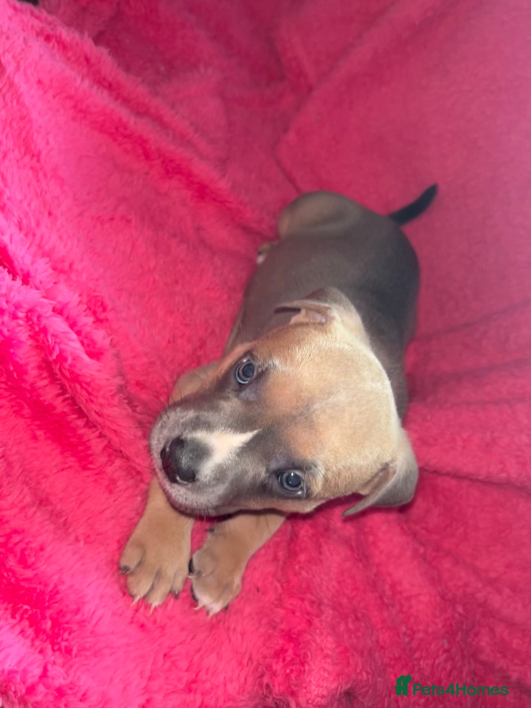 Mixed Breed dogs for sale: Beautiful chunky bully cross staffy pups tri /fawn - Image 21
