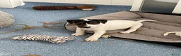 Mixed Breed dogs for sale: 3 male pups  in Pembroke - Advert 6