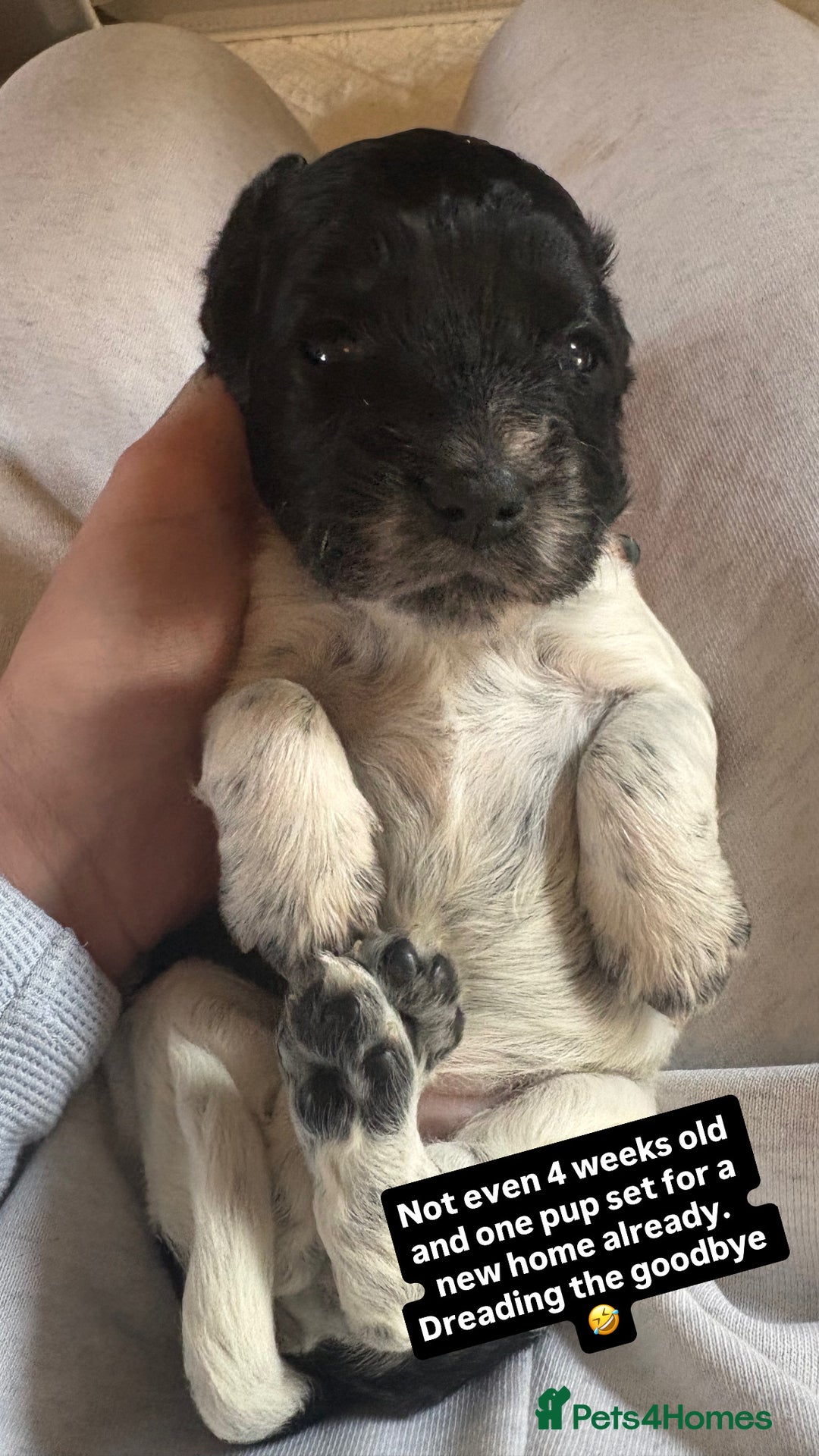 Mixed Breed dogs for sale: Spaniel Puppies For Sale - Advert 7