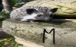 Pygmy Hedgehog rodents for sale: Reverse pinto young girl & dark boy ready now  - Image 5